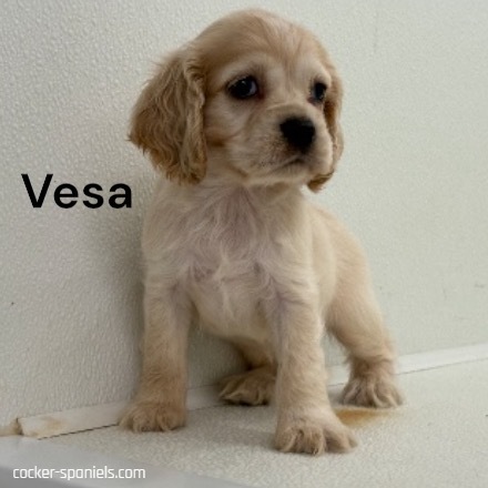 puppy, for, sale, Cocker Spaniel, Joe & Cherri  Overlease, dog, breeder, Miller, MO, dog-breeder, puppy-for-sale, forsale, nearby, find, puppyfind, locator, puppylocator, aca